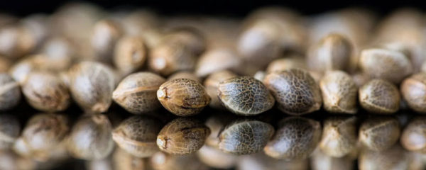 Graines de cannabis